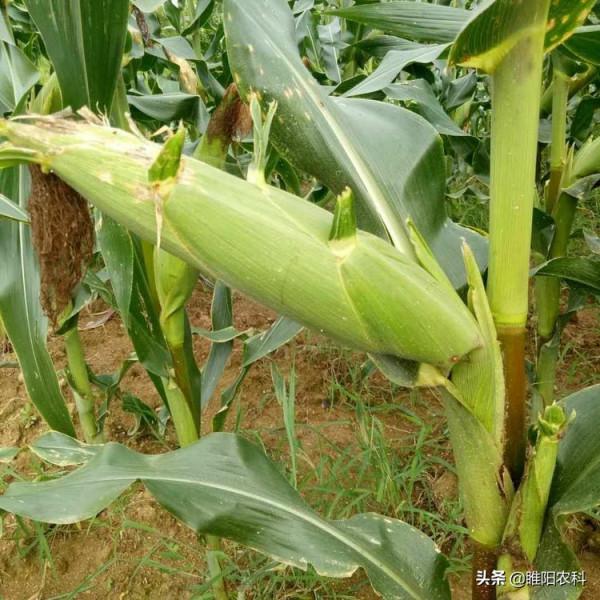 最高畝產3120斤,這個玉米新品種抗病又抗倒,適宜哪裡種植 最高畝產3120斤,這個玉米新品種抗病又抗倒,適宜哪裡種植