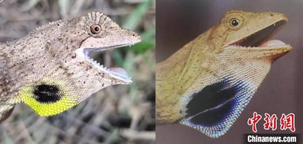 科研人員在緬甸北部發現喉褶蜥屬新物種——欽敦喉褶蜥 科研人員在緬甸北部發現喉褶蜥屬新物種——欽敦喉褶蜥