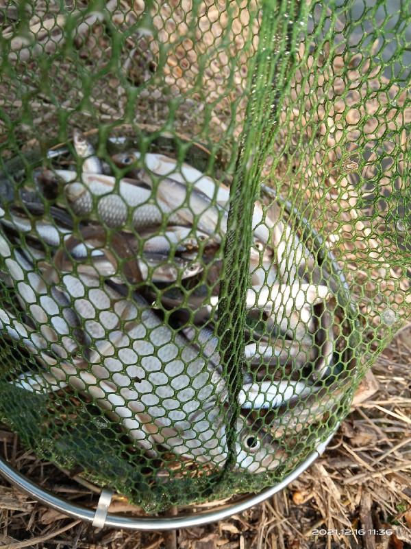 冬季釣鯽魚，水溫是影響中魚的因素之一