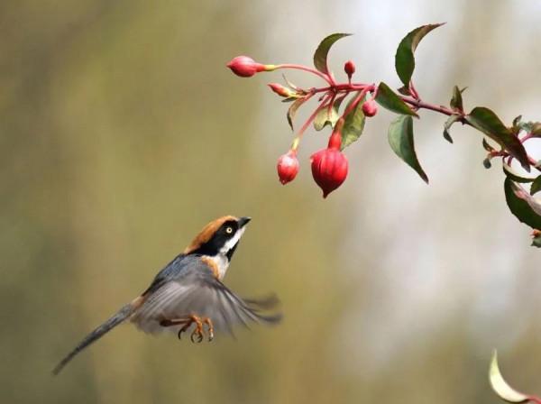 分享圖片：精美絕倫的鳥兒。顏色鮮豔，姿態優美，太招人喜歡了