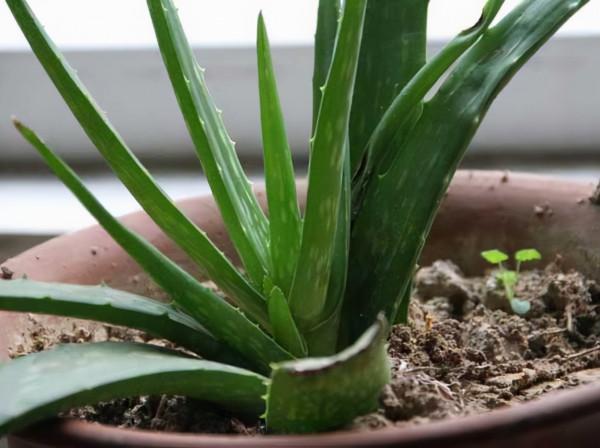 澆花用雨水、池塘水,還是自來水?內行人說完,才發現都叫錯了 澆花用雨水、池塘水,還是自來水?內行人說完,才發現都叫錯了