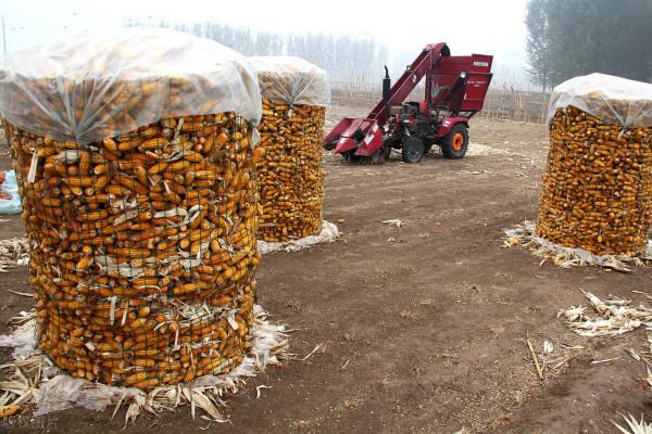 1.51！玉米連漲創新高