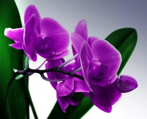 北京美麗的蝴蝶蘭