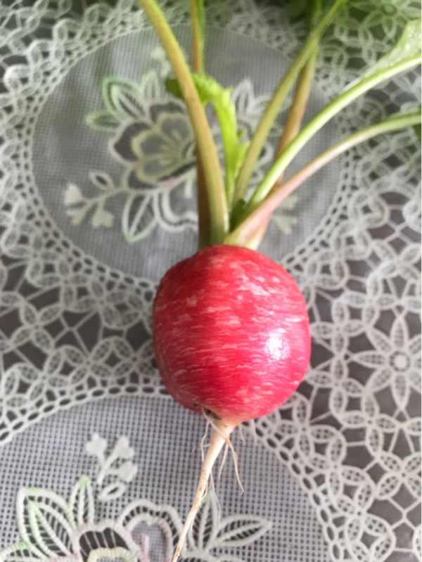 現在種6種菜,長勢特快年底就能吃,一茬一茬長不停 現在種6種菜,長勢特快年底就能吃,一茬一茬長不停