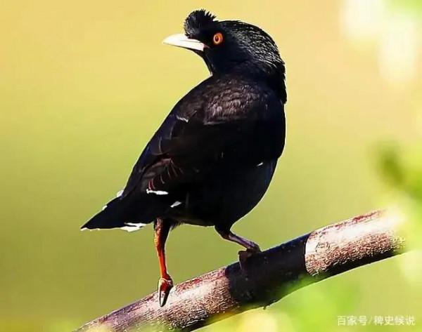 大清奇案錄:《王知縣慧眼破案》 大清奇案錄:《王知縣慧眼破案》