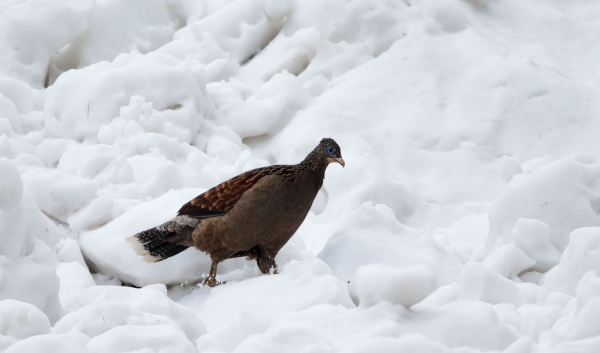 CCTV-9紀錄頻道連播5天!帶你走進高黎貢山“雪山飛虹”的世界 CCTV-9紀錄頻道連播5天!帶你走進高黎貢山“雪山飛虹”的世界