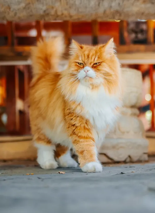 GFM天團首屆秋冬時裝秀,等你來圍觀 GFM天團首屆秋冬時裝秀,等你來圍觀