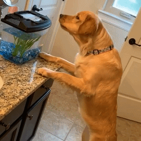 這6種狗堪稱“狗界慫包”，中看不中用，遇到危險馬上溜