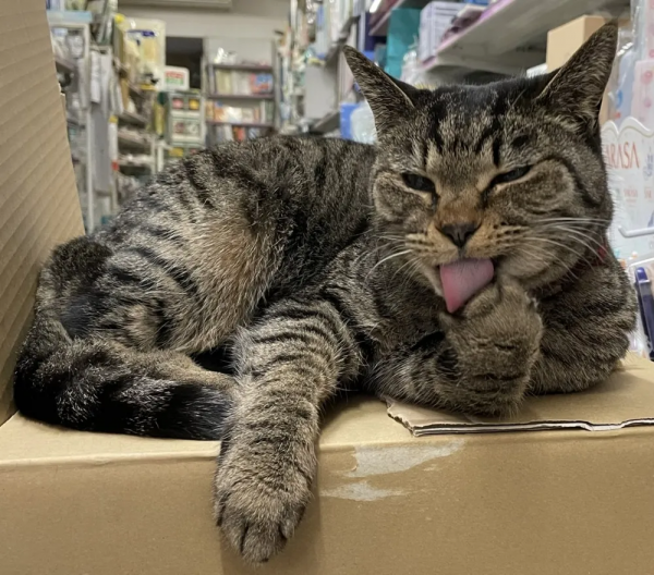 ​貓咪喜歡去超市閒逛，常被誤以為是流浪貓，路人的反應太暖心