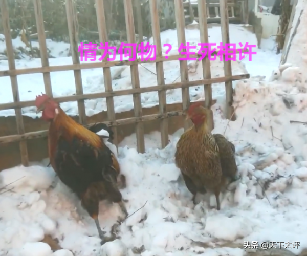 沒有房子的愛情！兩隻雞路邊“談戀愛”被凍僵，網友帶回家燉蘑菇