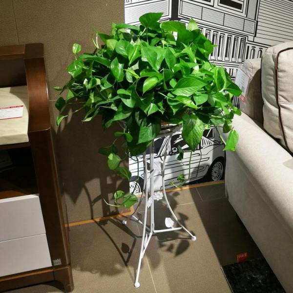 家裡光線差，就養17種“陰性花”，漂亮有格調，貴氣又吉利