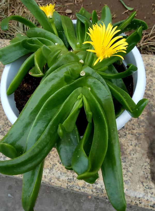 8種“霸氣花”，雖然長得像“醜八怪”，卻十分吉利，鎮宅又旺家