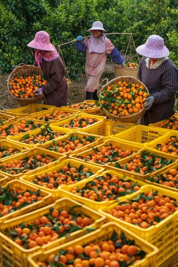 557億斤！中國&OpenCurlyDoubleQuote;水果王國&rdquo;，為什麼是廣西？