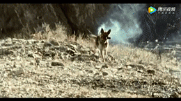 《當家主母》“喵咪事件”愈演愈烈,還有更殘忍的,都停止吧 《當家主母》“喵咪事件”愈演愈烈,還有更殘忍的,都停止吧