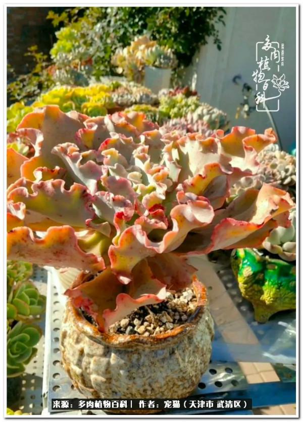 人生紛亂奈我幾何，與多肉相伴度年華