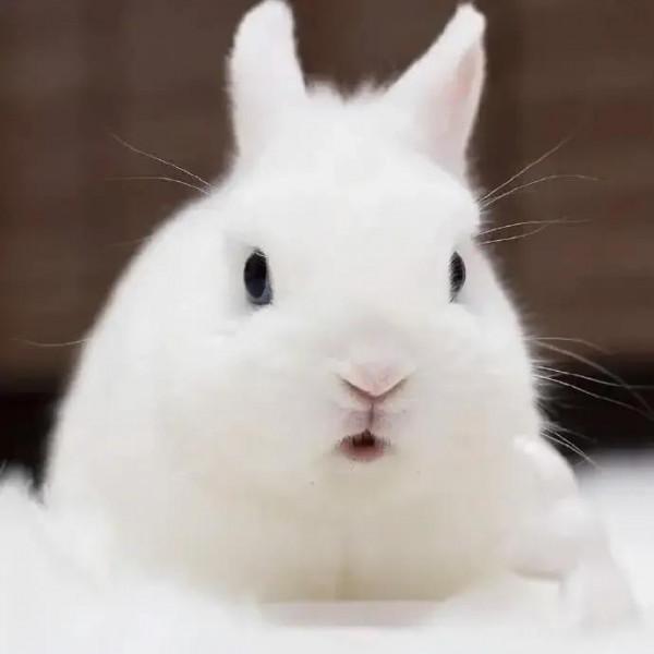 軟糯可愛的小兔兔，毛絨絨治癒力超強