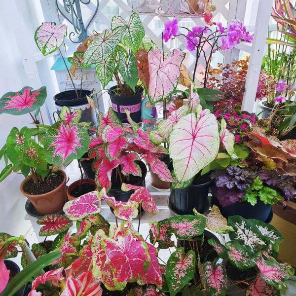 人養花,花亦養人!家居盆花20種,漂亮又實用,總有一款你喜歡 人養花,花亦養人!家居盆花20種,漂亮又實用,總有一款你喜歡