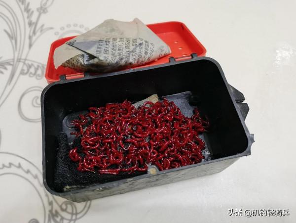 春頭冬尾難釣鯽，那是因為你沒做對這幾點