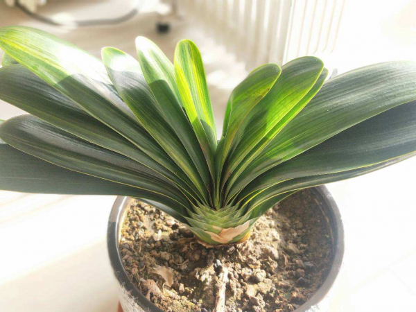 “三角梅用牙膏能爆盆,君子蘭餵雞蛋水”,網傳妙招專坑老實人 “三角梅用牙膏能爆盆,君子蘭餵雞蛋水”,網傳妙招專坑老實人