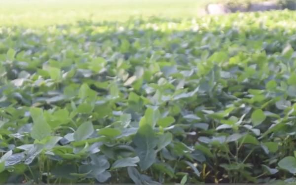 大豆只長棵，如何控旺能增產？3個方面要注意，做對了產量高