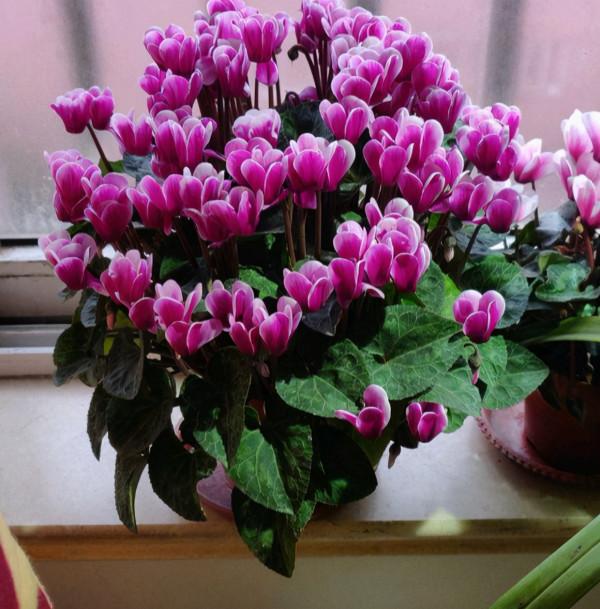 7種“富貴花”，平時一般般，過年才開花，擺家裡，好運連連