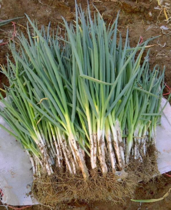 調韭菜餃子餡，最忌瞎放調料，牢記“4不放”，餃子鮮香不出水