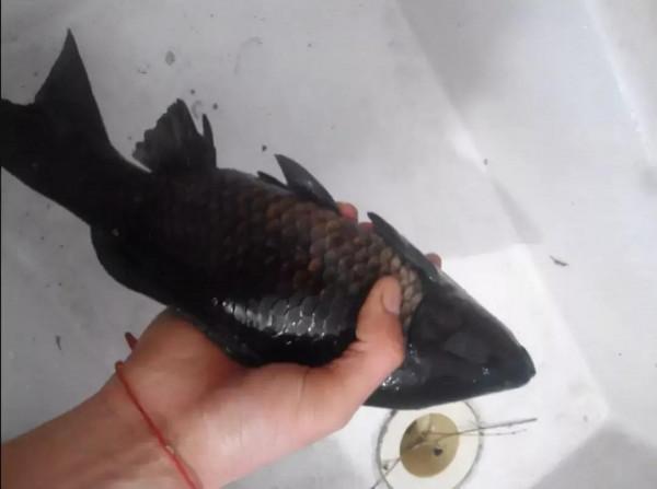 釣到黑鯽魚被勸放生,釣魚人反稱放生薑!網友:小心它是巖鯉 釣到黑鯽魚被勸放生,釣魚人反稱放生薑!網友:小心它是巖鯉