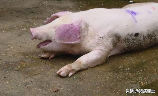 秋季豬呼吸道疾病發病原因與中西醫防治方案解析