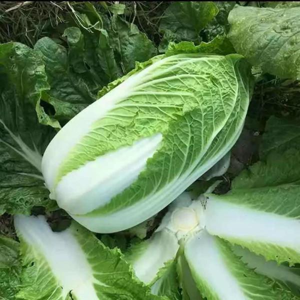 明日小寒，傳統要“防五寒”，記得“吃5樣幹2事”，補陽驅寒