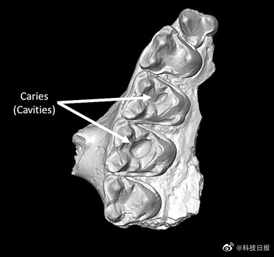 史前靈長類動物也愛吃甜食 史前靈長類動物也愛吃甜食