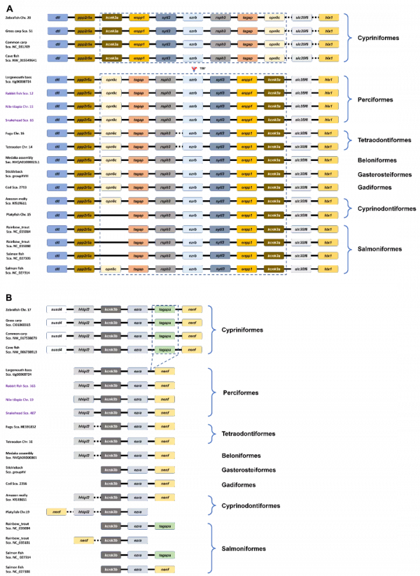 華大海洋聯合發表魚類鉀離子通道蛋白KCNK3綜述論文