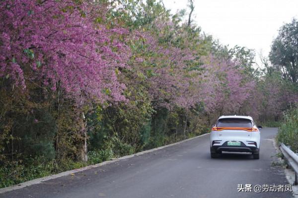 《小鳳用車生活》櫻花盛開，駕車自來