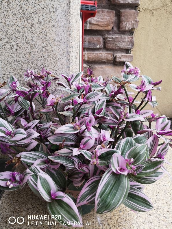 4種“觀葉花”，葉子美得像幅畫，耐陰好養適合新手