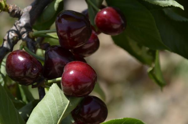 10萬棵砂糖橘被焚燒,2532棵梨樹被噴除草劑滅活,犯了啥錯? 10萬棵砂糖橘被焚燒,2532棵梨樹被噴除草劑滅活,犯了啥錯?