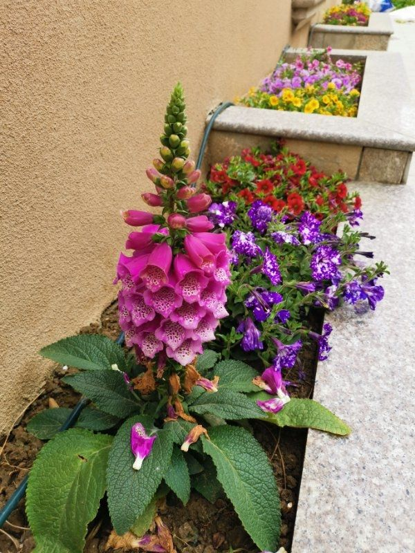 名聲不好的花，人人“談之色變”，可我就是愛養，因為開花太美