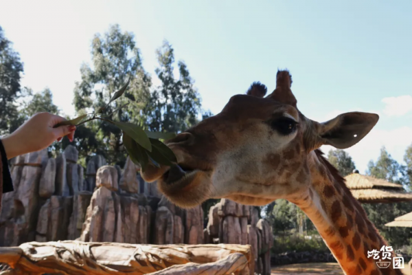 春節嗨玩預警！雲南野生動物園&OpenCurlyDoubleQuote;萌虎&rdquo;陪你賀新年，2022虎虎生威