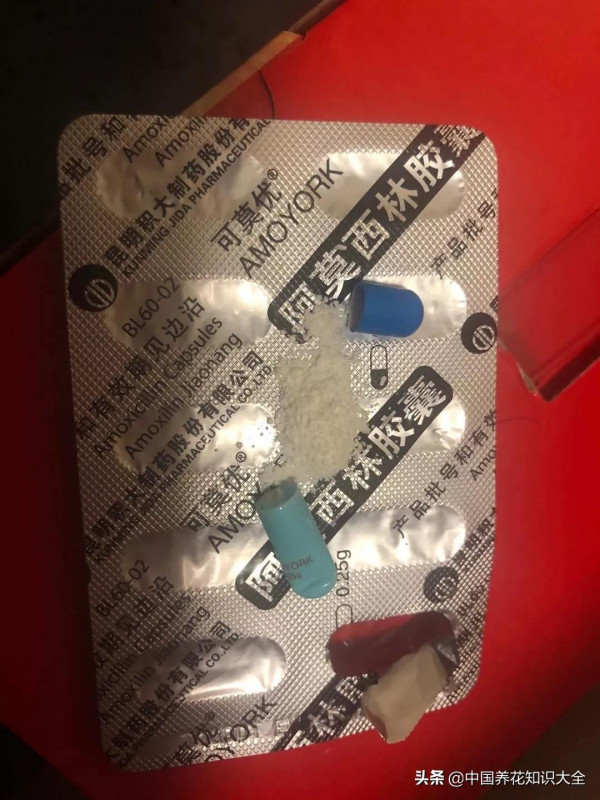 花盆裡撒點粉，防蟲又防爛根，葉子蹭蹭長，花兒輕鬆開滿盆