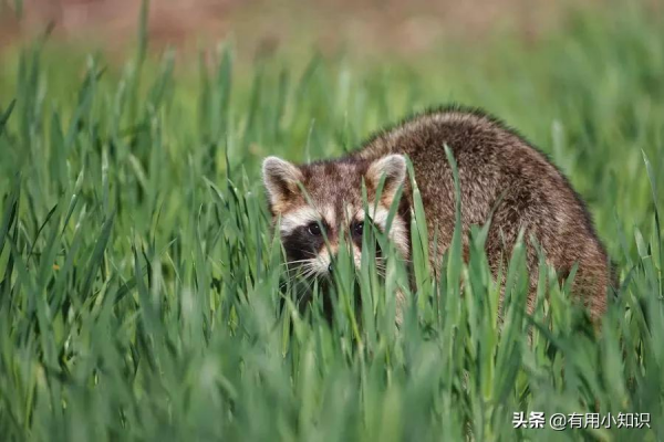 笑不活了!“被卡住”成了多少動物的黑歷史? 笑不活了!“被卡住”成了多少動物的黑歷史?