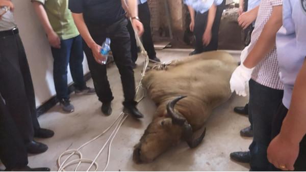 金毛羚牛區域性氾濫，傷害人類，為什麼它的保護等級堪比大熊貓？