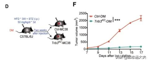 《科學》子刊：北京協和醫院團隊破解腸癌“排斥”T細胞之謎