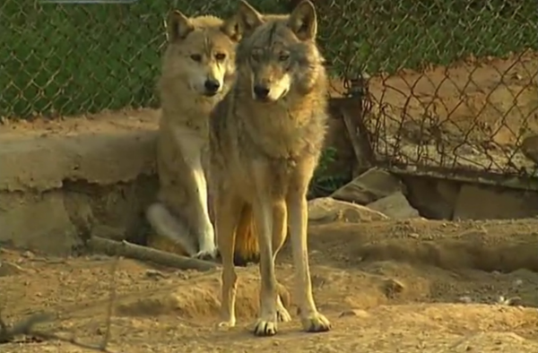 義母花犬哺育狼幼崽，入狼群和大灰談戀愛，動物的愛情也是愛情