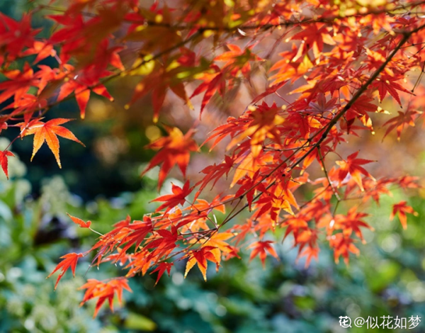 八種花,養成老樁最“旺家”,開花倍有精神氣兒 八種花,養成老樁最“旺家”,開花倍有精神氣兒