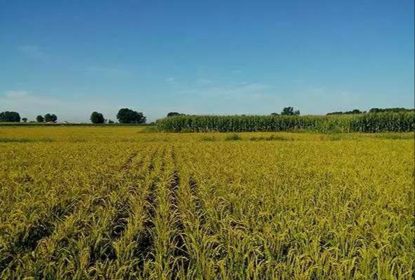 年輕人，奉勸你不要輕易回農村