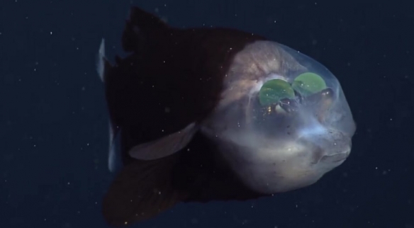 蒙特利灣水族館研究所2021年珍稀深海生物攝影盤點