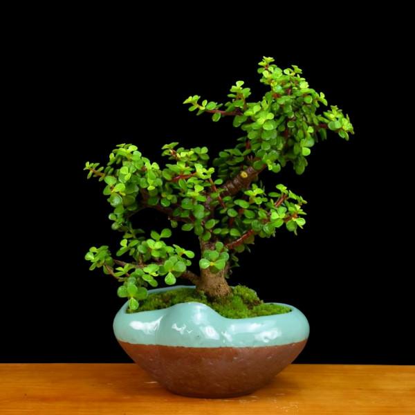 養金枝玉葉要勤快些，掌握這4個方面的技巧，快速養成高顏值盆景