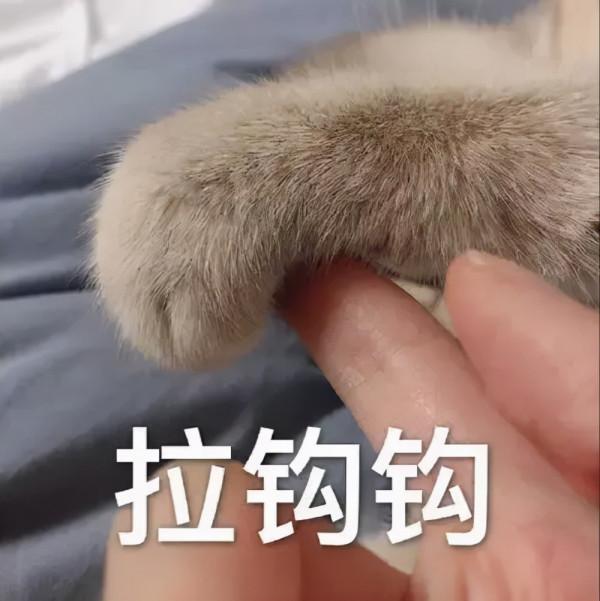 &OpenCurlyDoubleQuote;打車被拒載後，我家狗學會了騎車&rdquo;