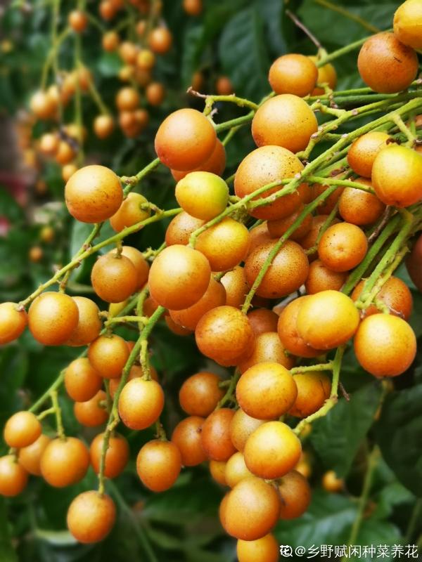 南方常見的黃皮果,妥妥的“黃水晶”,咬一口直流口水 南方常見的黃皮果,妥妥的“黃水晶”,咬一口直流口水