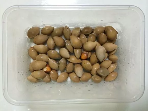 路上撿到“4顆”種子，扔進花盆，兩個月長成“小盆景”，很珍貴