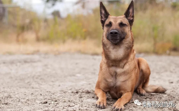 雜談《為狗分分類》王禮民