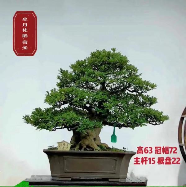 大師製作，難得一見，都是珍藏品